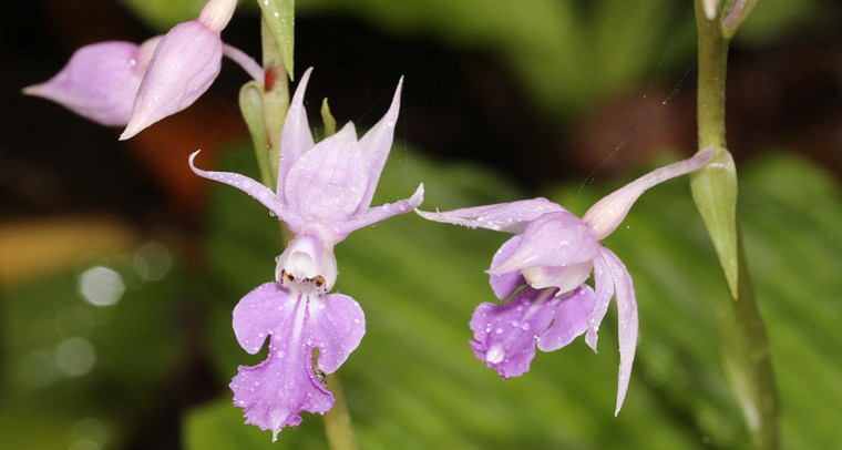 calanthe_reflexa_flower_and_bud